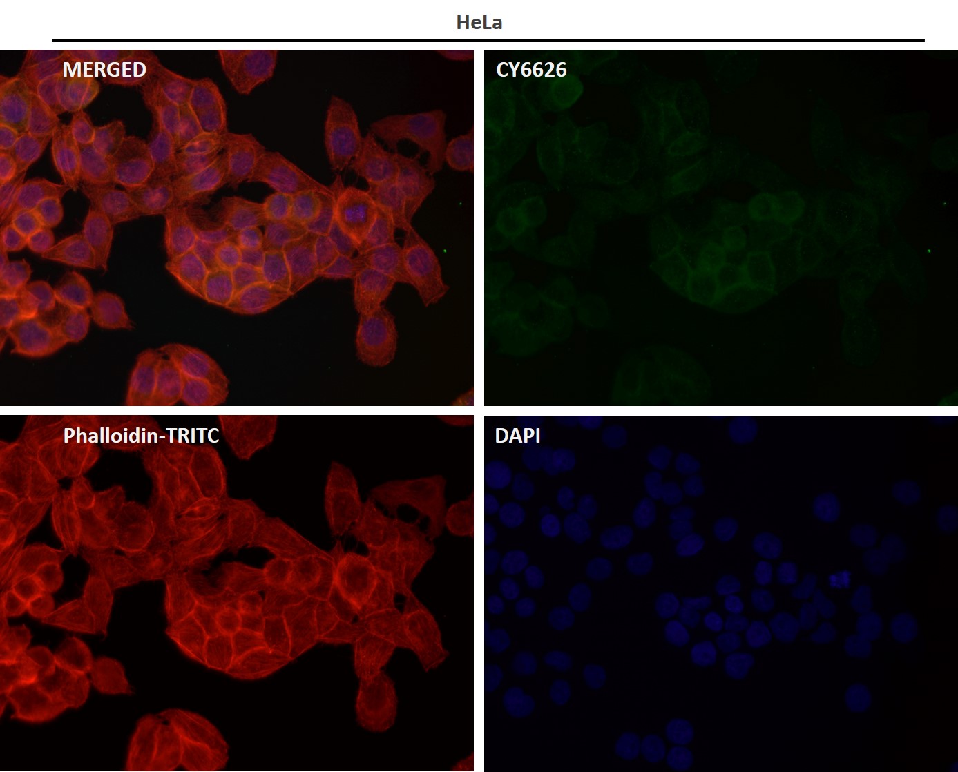 Rabbit Monoclonal to HE4