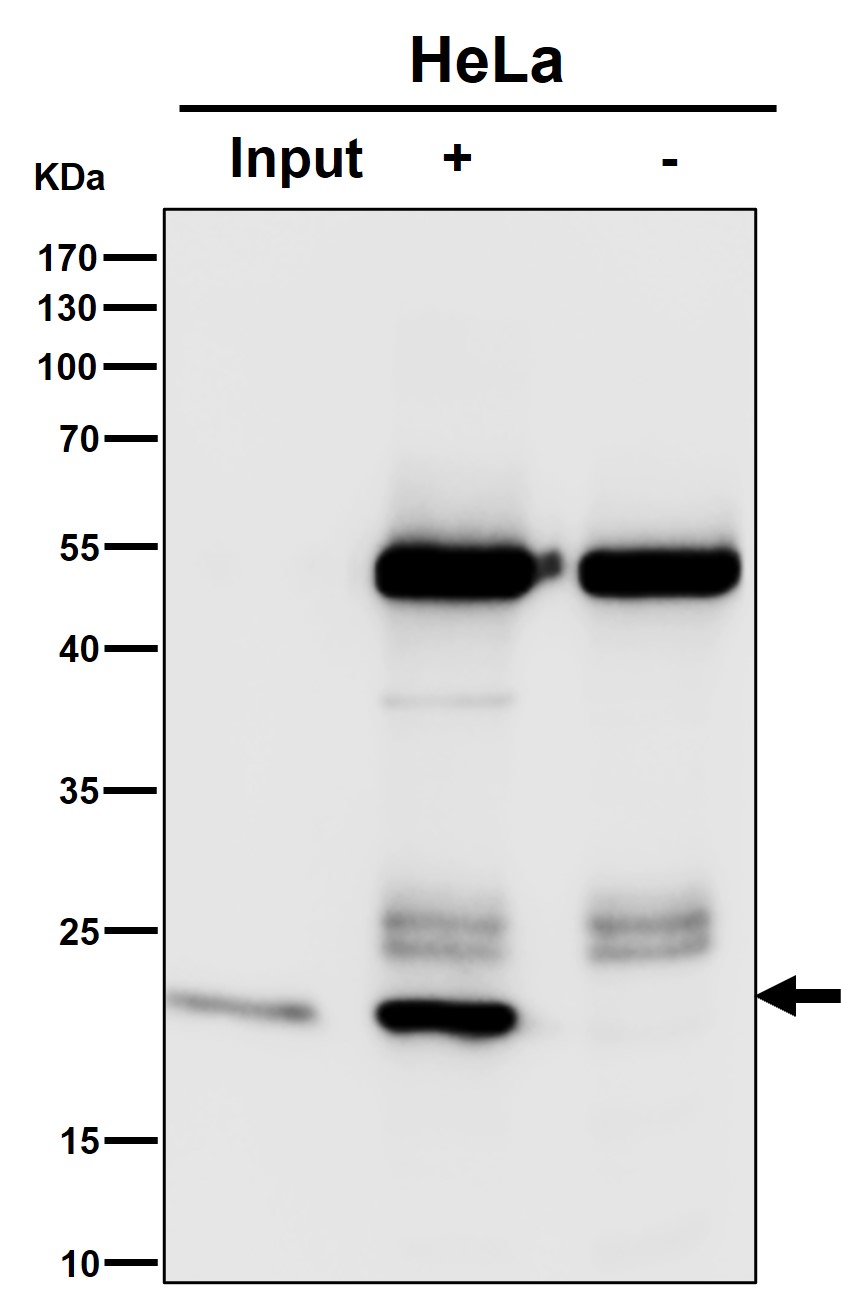 Rabbit Monoclonal to HE4