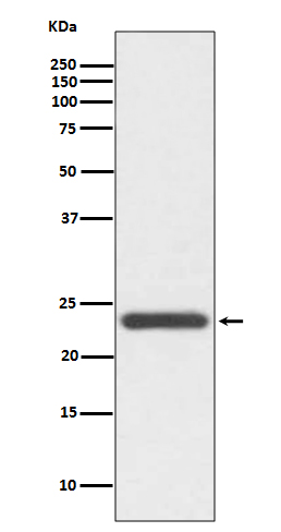 Rabbit Monoclonal to HE4