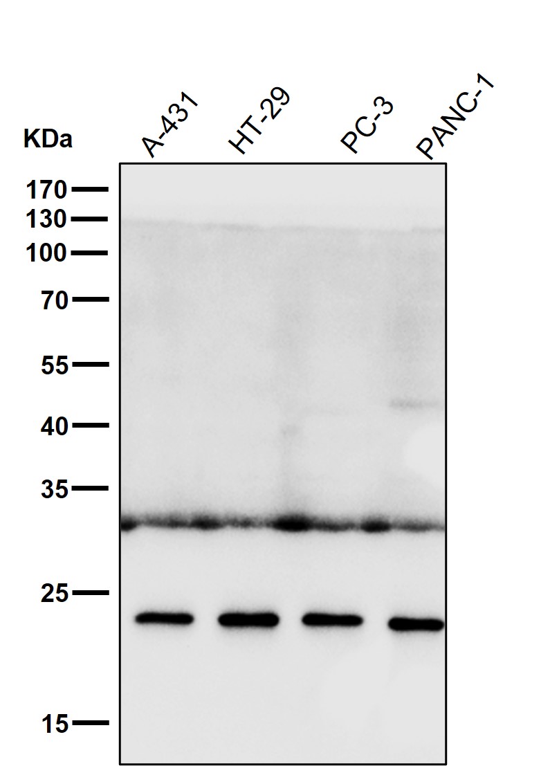 Rabbit Monoclonal to HE4