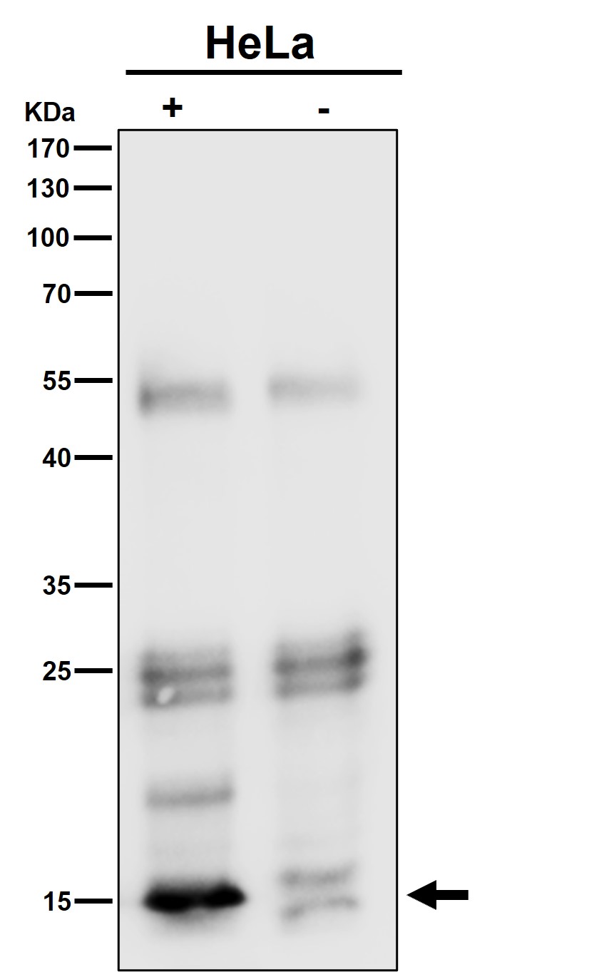 Rabbit Monoclonal to VAMP8