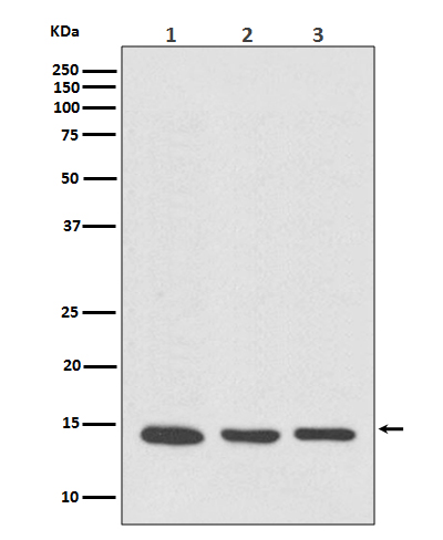 Rabbit Monoclonal to VAMP8