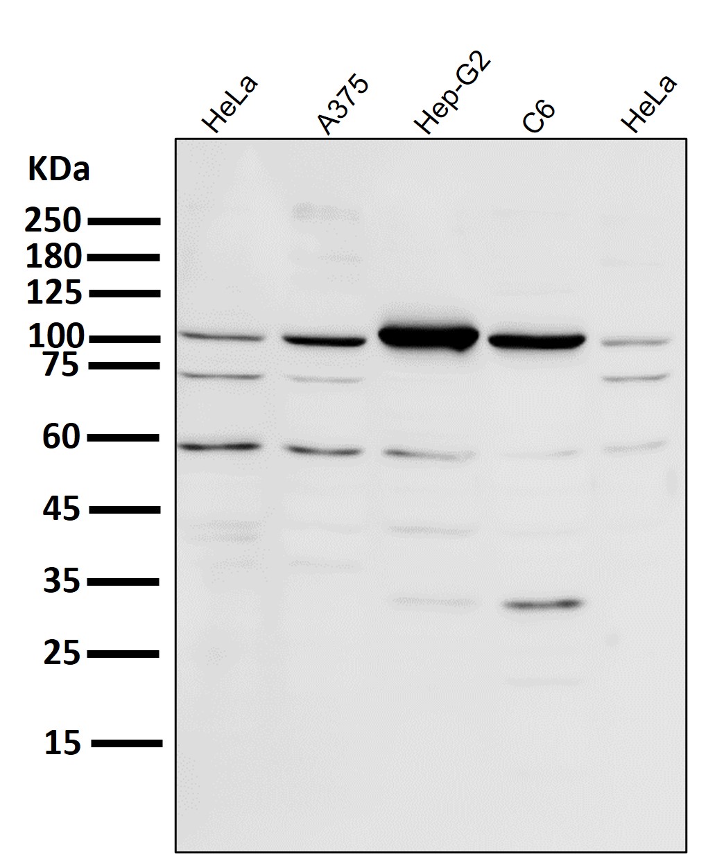 Rabbit Monoclonal to PGC1alpha/beta