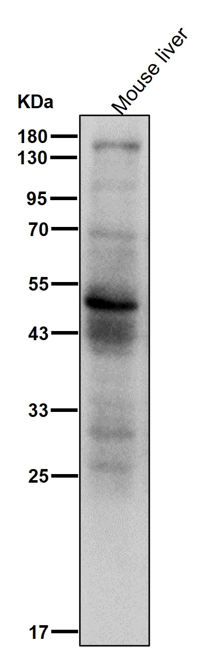 Rabbit Monoclonal to PDIA6