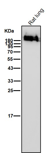 Rabbit Monoclonal to Myosin heavy chain
