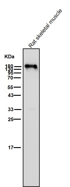 Rabbit Monoclonal to Myosin heavy chain
