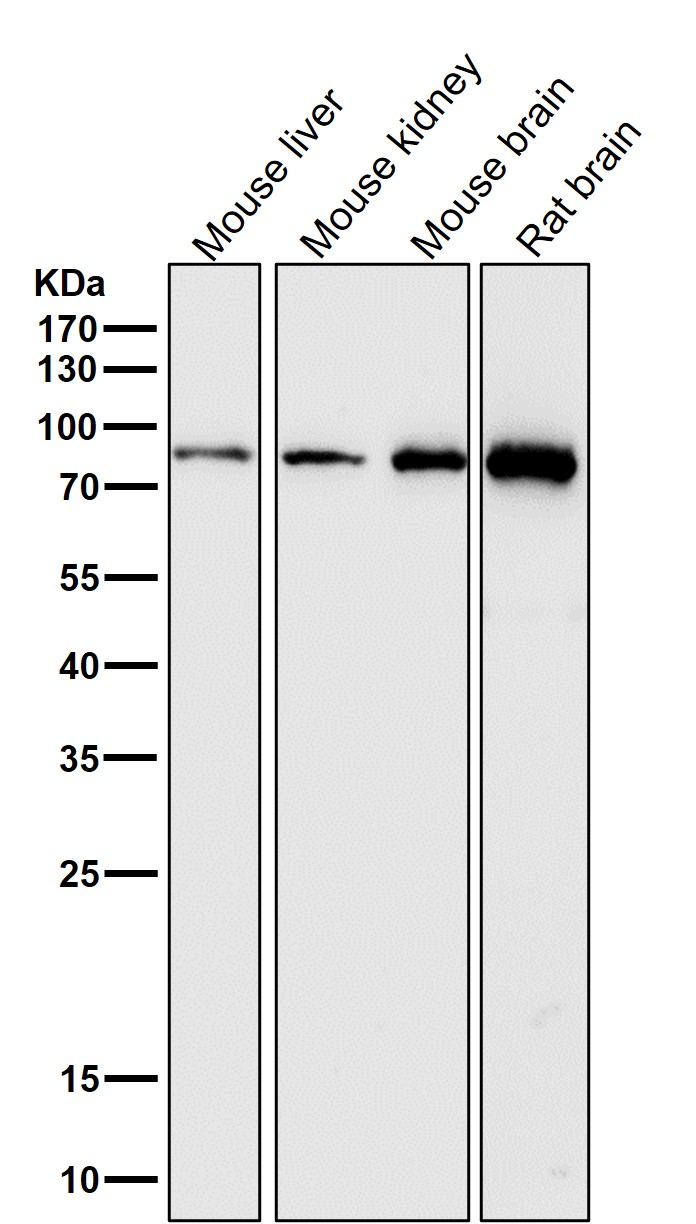 Mitofusin 2