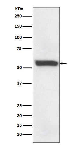 58K Golgi protein
