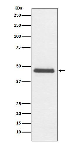 CNPase