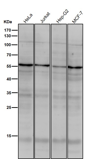 TRF1