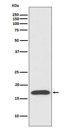 Cyclophilin A