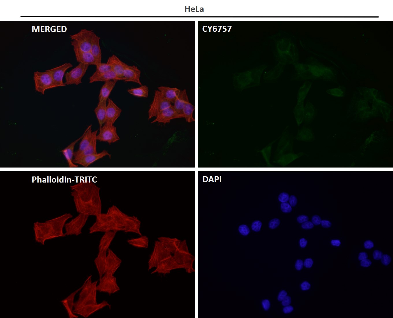 Rabbit Monoclonal to TLR5