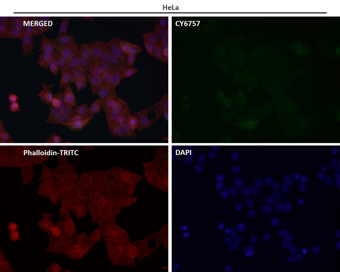 Rabbit Monoclonal to TLR5