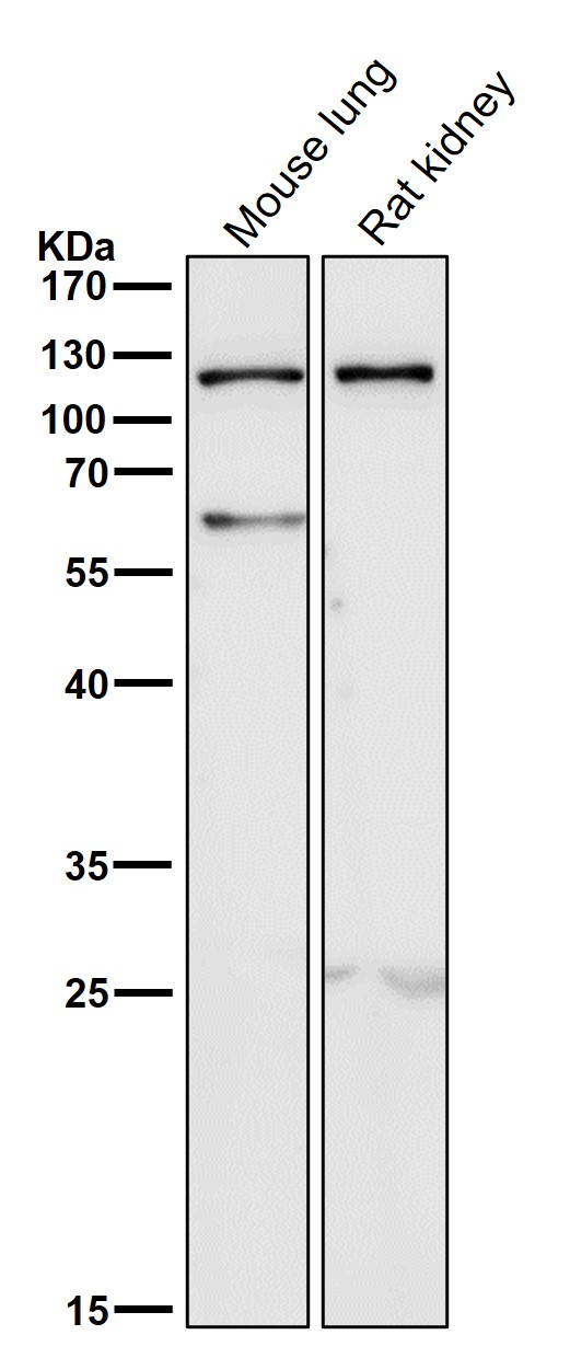 TLR5