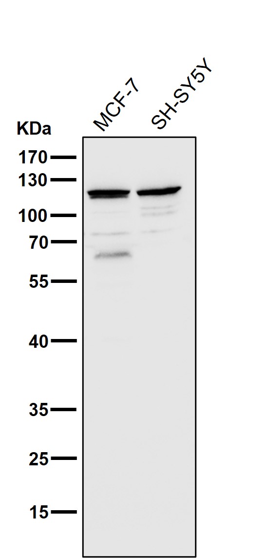 Rabbit Monoclonal to TLR5