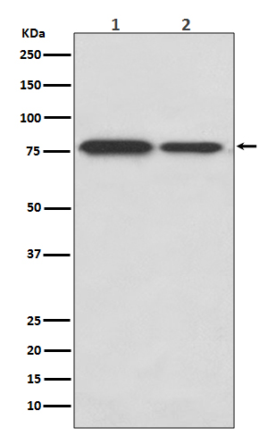 DRD1