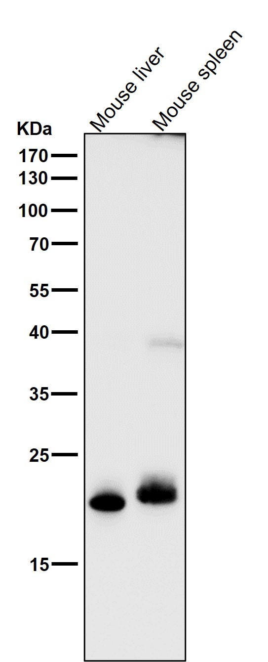 FGF21