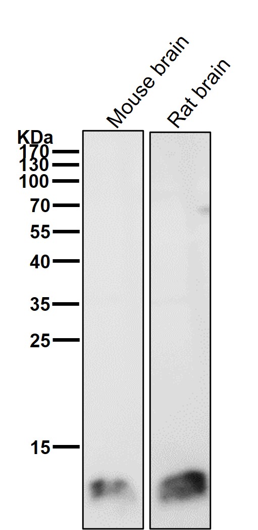FKBP12