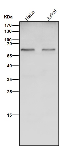 Catalase