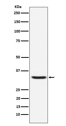 Hepcidin