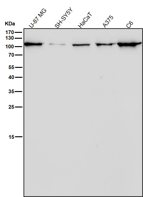 CD26