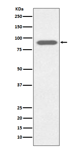 Lactoferrin