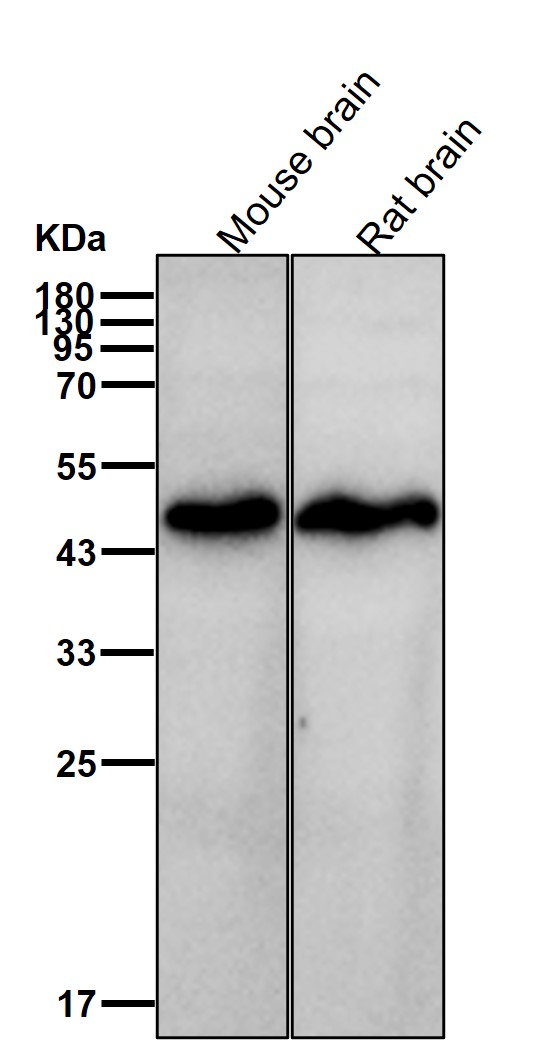 Rabbit Monoclonal to PKA2 beta
