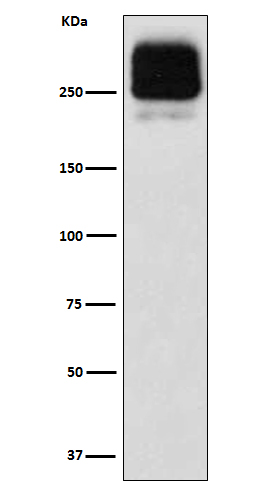 MRP2