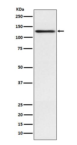 Involucrin