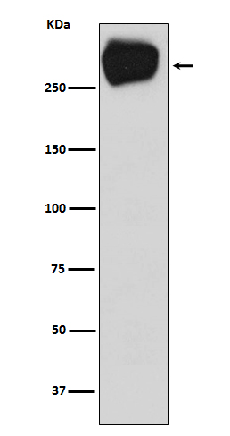 MRP1