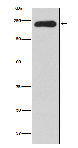MYH11