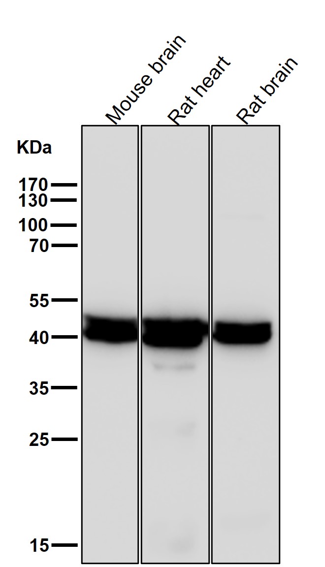 Rabbit Monoclonal to Citrate synthetase
