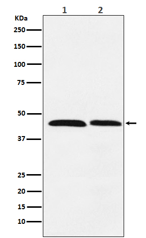 FEN1