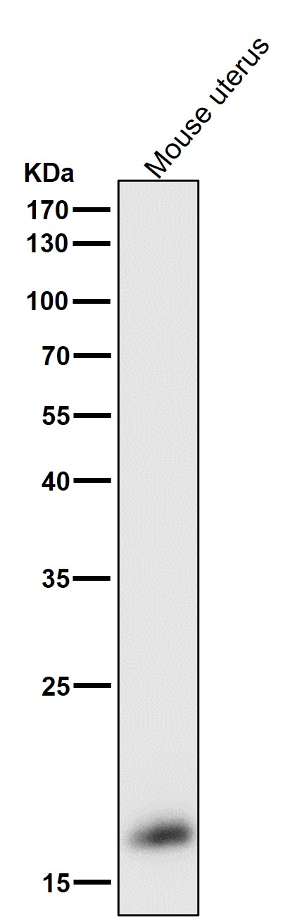 GPX4
