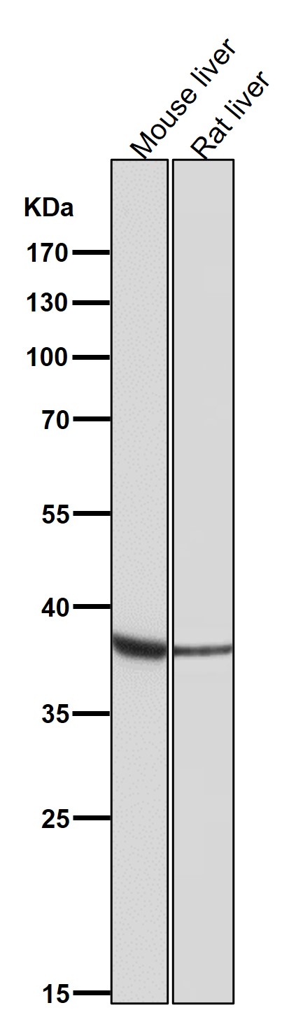 OGG1