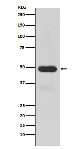 Cytochrome P450 3A4