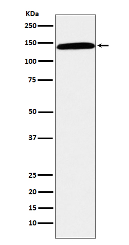 CD42b