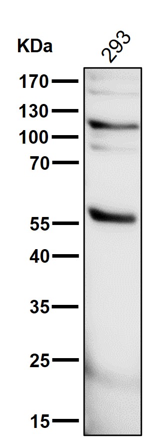 PHD2/prolylhydroxylase