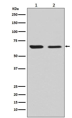 CRMP2