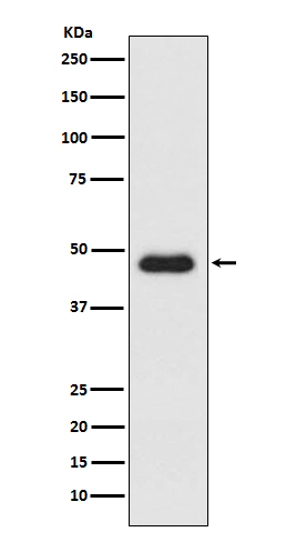 CXCR3