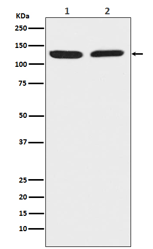 Chromogranin B