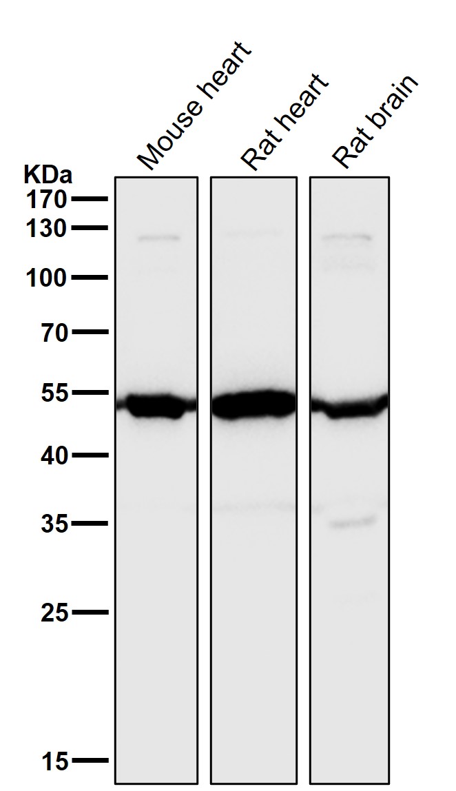 Angiopoietin 2