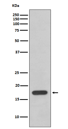 Cyclophilin F
