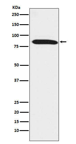 Dynein intermediate chain 1