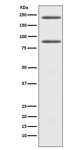 C4