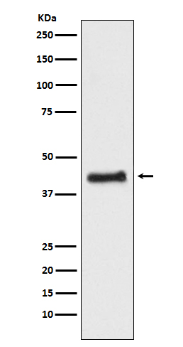 COUPTF1