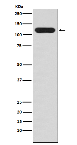 MUC4