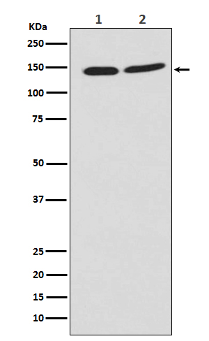 PHF8