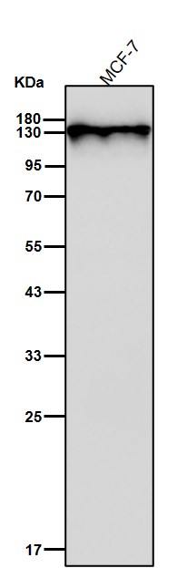 Rabbit Monoclonal to PHF8