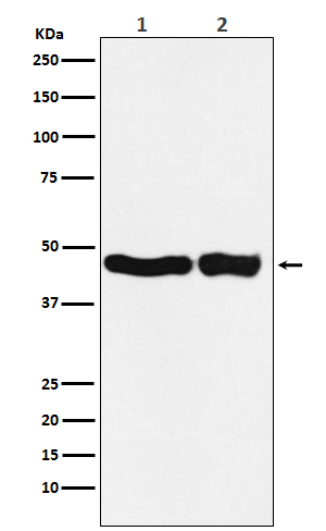 UQCRC2